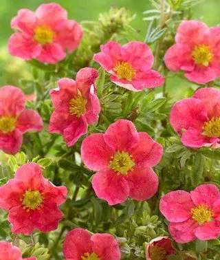 Cserjés Pimpó „Danny Boy” Rózsaszín 20-30cm „Potentilla fruticosa”