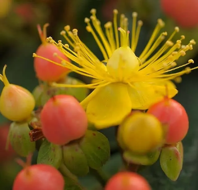 Rózsaszín bogyós Orbáncfű „Magical Beauty” 20-30cm „Hypericum inodorum”