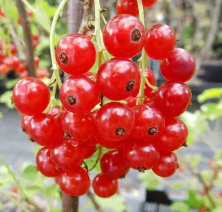 Piros Ribizli „Rondom” 40-60cm (Konténeres)