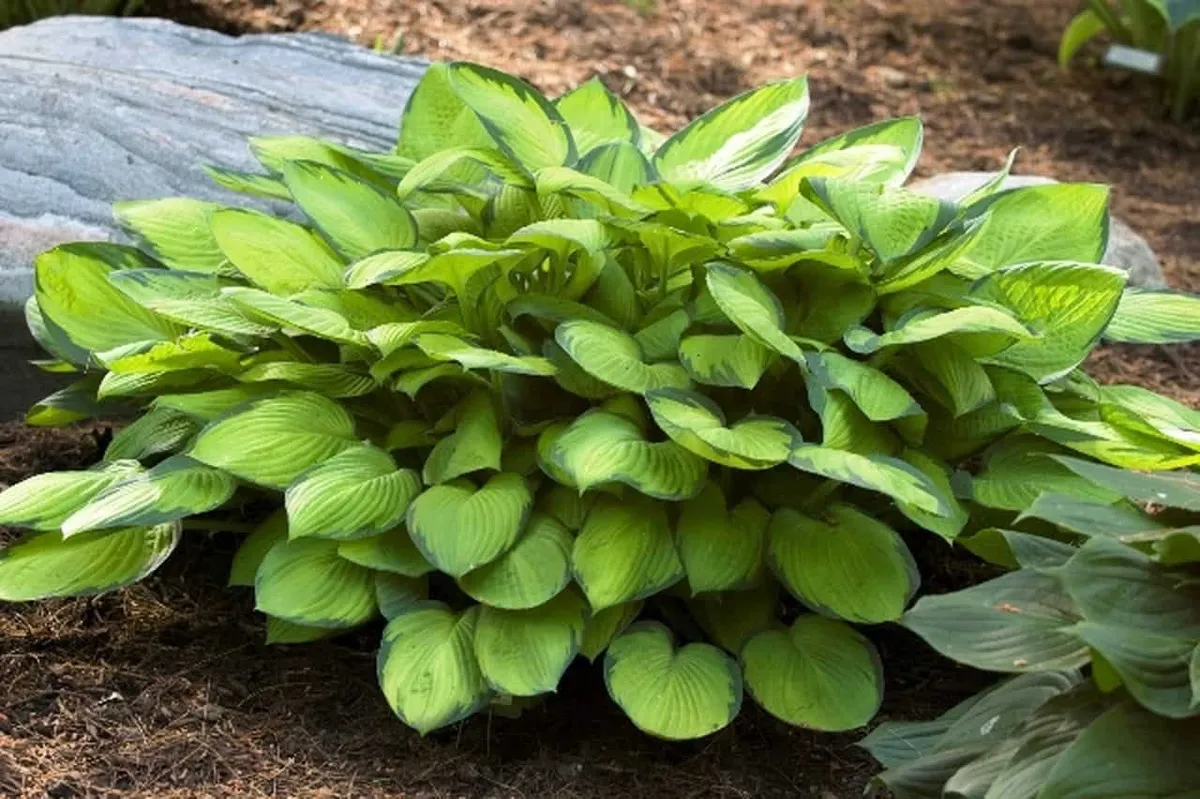 Árnyékliliom „Gold Standard” 20cm „Hosta”