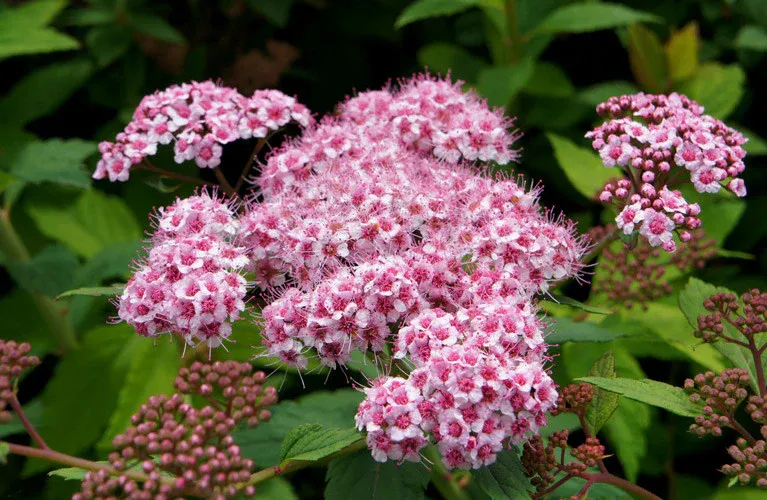 Japán Gyöngyvessző „Sparkling Champagne” 30-40cm „Spiraea japonica” (cserepes virágzó díszcserje)