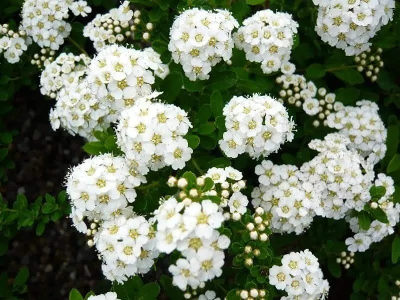 Nipponi gyöngyvessző 30-40cm „Spiraea nipponica Snowmound”
