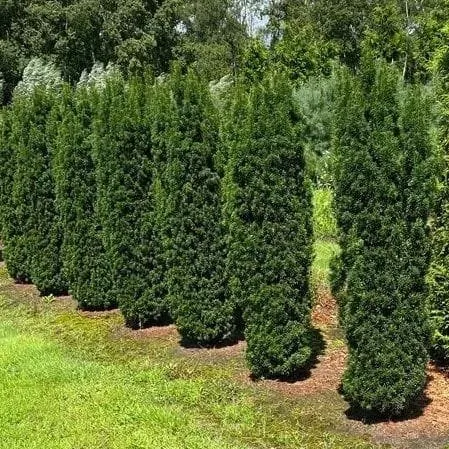Sárga oszlopos tiszafa „Stricta Viridis” 120cm „Taxus media”