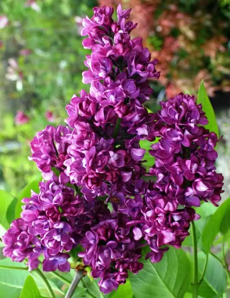 Orgona „Charles Joly” SÖTÉTLILA 30-40cm „Syringa vulgaris”