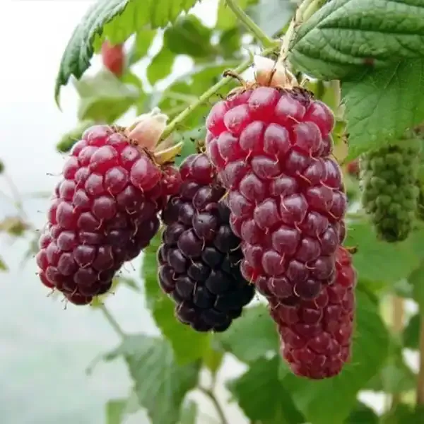 Szedermálna 100cm Rubus „Tayberry Buckingham” (cserepes gyümölcstermő növény)