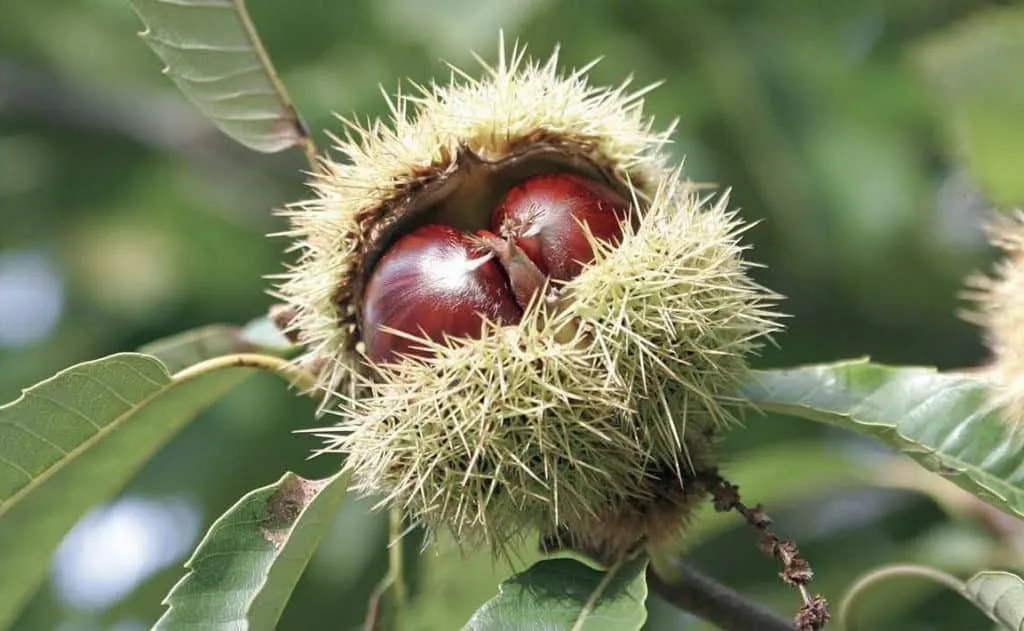 Szelídgesztenye „Bouche de Betizac” 150cm „A gesztenyék királynője” Castanea sativa