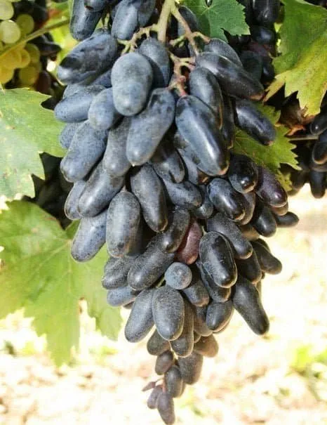 Csemegeszőlő „Szuvenír” 30-50cm