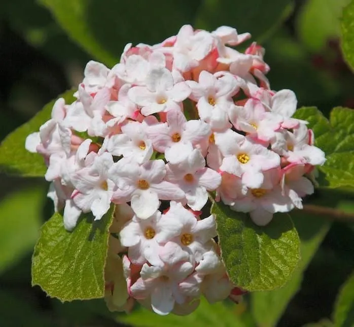 Illatos Bangita 30cm „Viburnum carlesii Aurora”