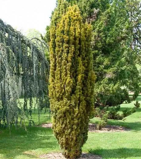 Sárga oszlopos tiszafa 40-60cm Taxus Baccata Fastigiata Aurea”