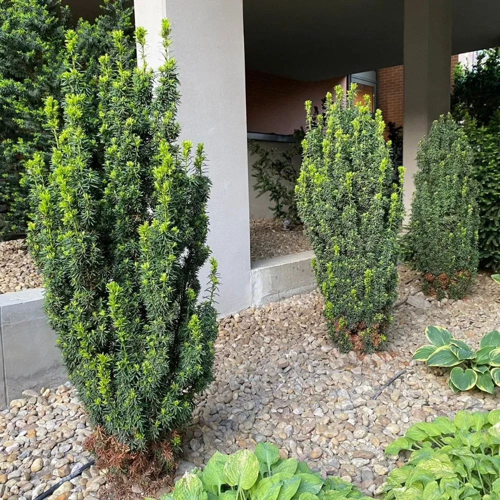 Oszlopos tiszafa 30cm „Taxus media Hicksii” TERMŐS