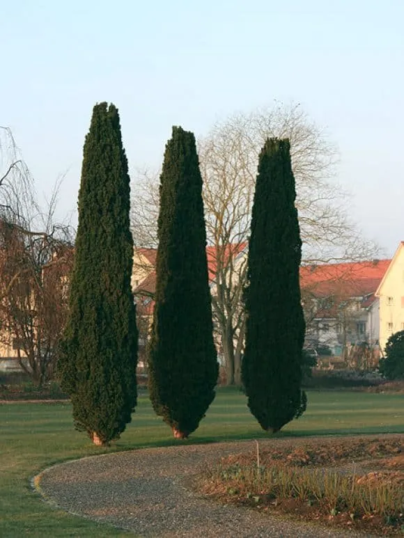 Oszlopos tiszafa 60-80cm „Taxus media Hilii”