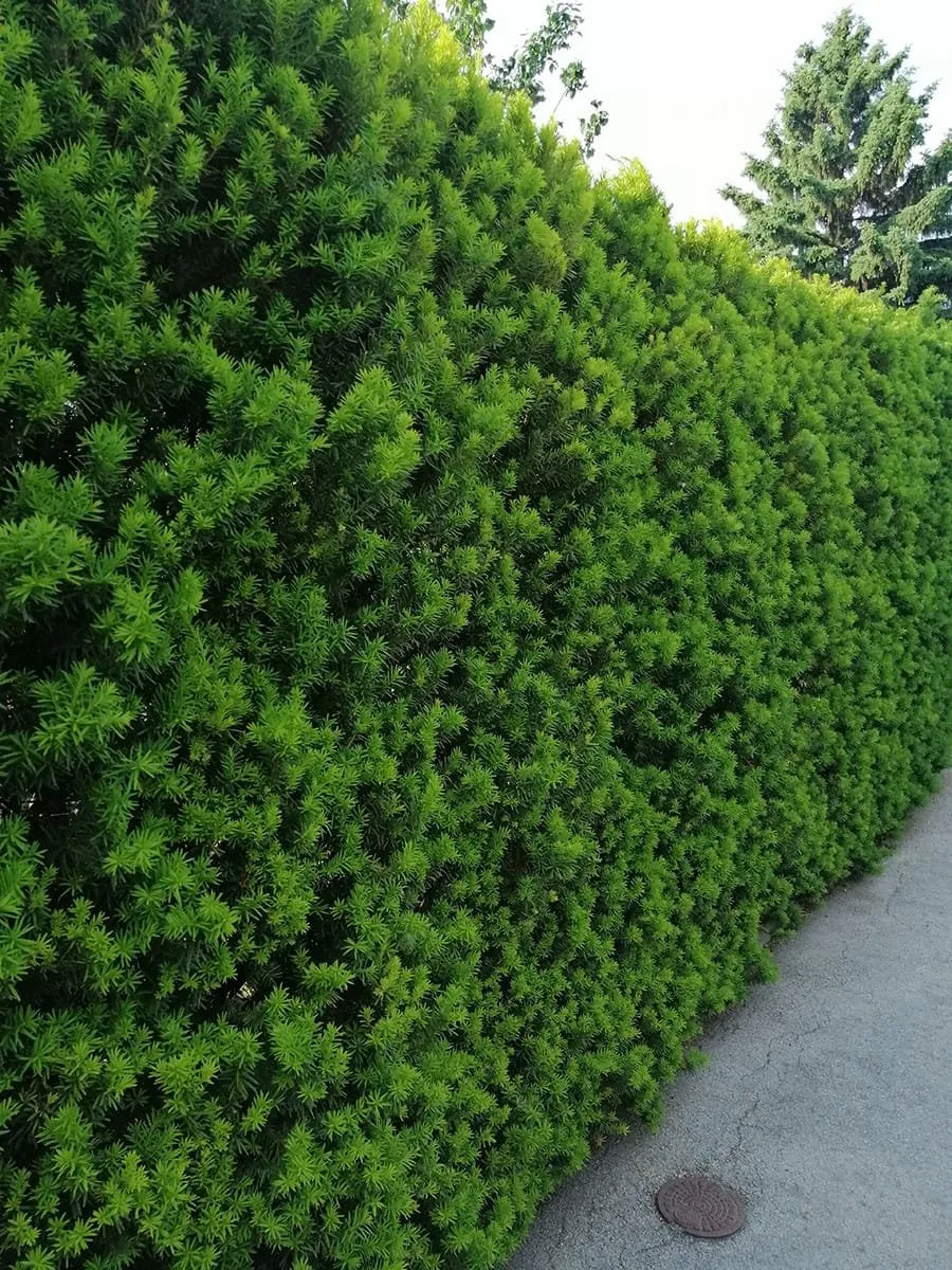 Oszlopos tiszafa 30cm „Taxus media Hillii” PORZÓS