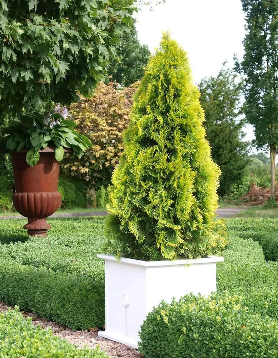 Oszlopos Smaragd Tuja ARANY 80-100cm „Thuja Occidentalis Golden Smaragd”