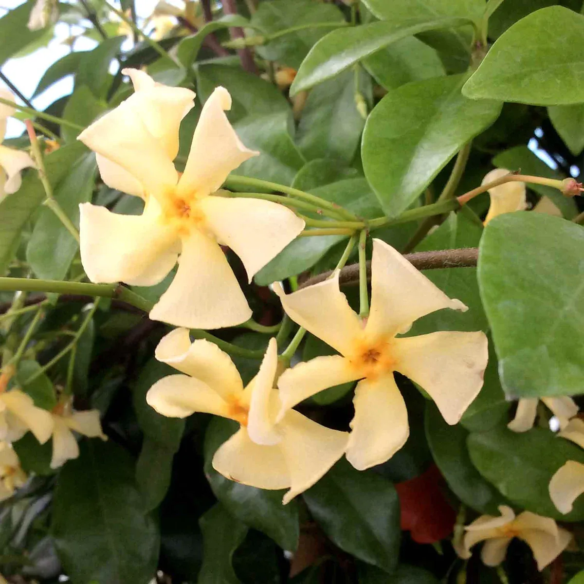 Csillagjázmin „Star of Toscane” 30-40cm „Trachelospermum Jasminoides”