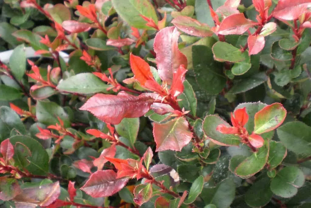 Korallberkenye „Dicker Tony” 30cm „Photinia fraseri”