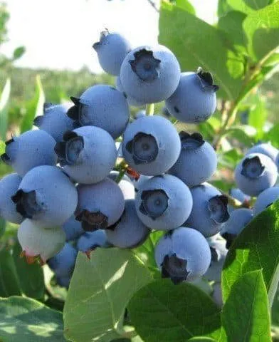 Kék áfonya „Bluegold” 50 cm „Vaccinium Corymbosum Bluegold”