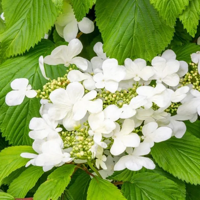Redős levelű Bangita „Mariesii” 20cm „Viburnum plicatum”