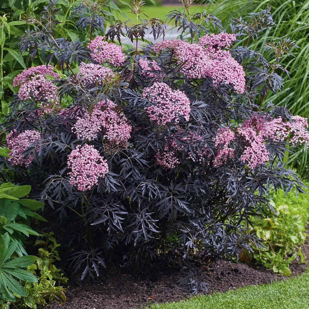Bordó levelű bodza 30 cm „Sambucus Nigra Black Lace”