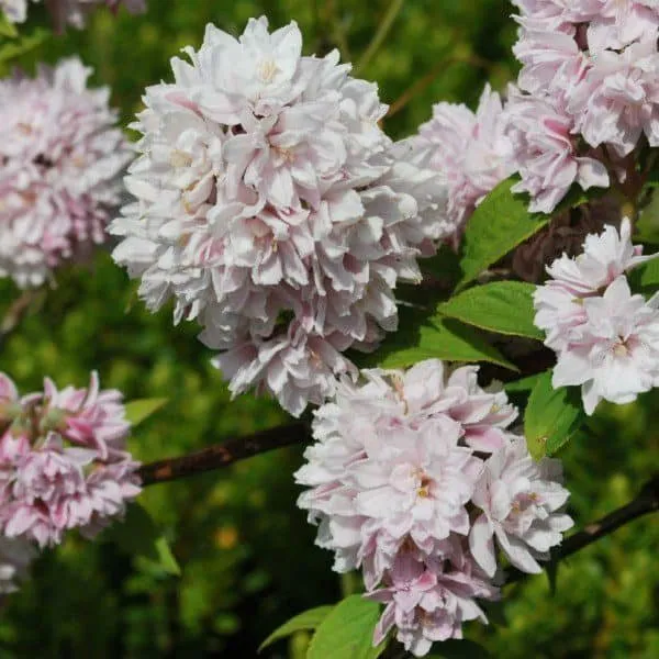 Rózsaszín telt virágú gyöngyvirág cserje 20-30cm „Deutzia hybrida Pink Pompom”
