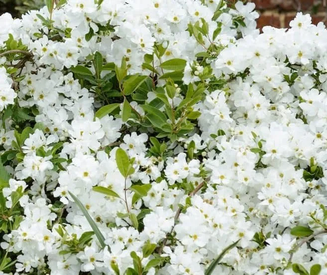 Fehér virágú Gyöngycserje 20-30cm „Exochorda macrantha The Bride”