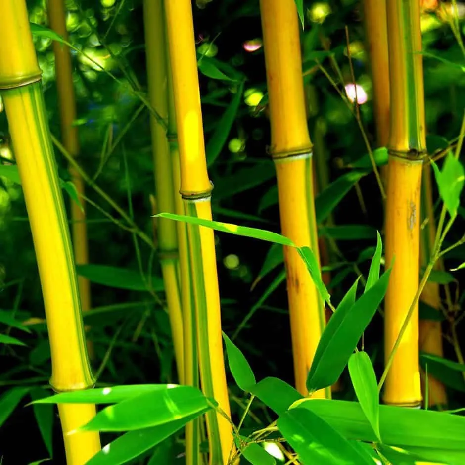 Sárga csíkos bambusz 150cm „Phyllostachys aureosulcata Spectabilis”