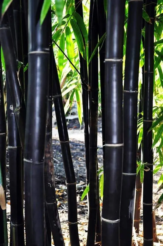 Fekete bambusz 150cm „Phyllostachys Nigra”