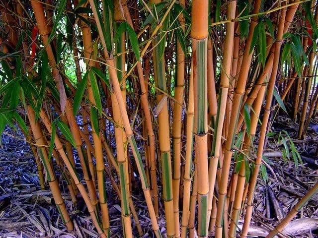 Zöld csíkos bambusz 180cm „Phyllostachys bambusoides Castillon”