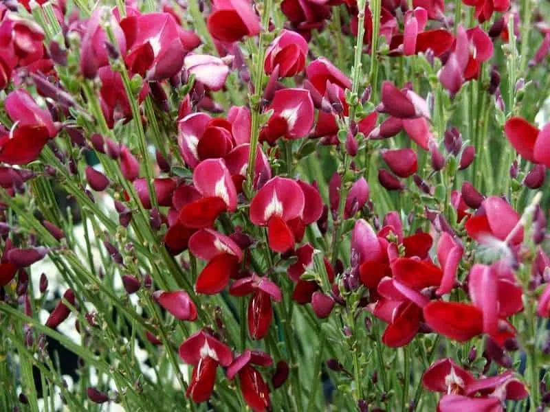 Zanót „Boskoop Ruby” SÖTÉTPIROS BORDÓ 30-40cm „Cytisus”