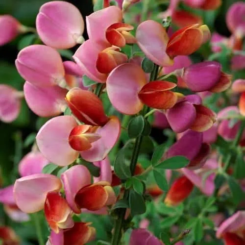 Zanót „Hollandia” 30-40cm „Cytisus” LILÁS PIROS