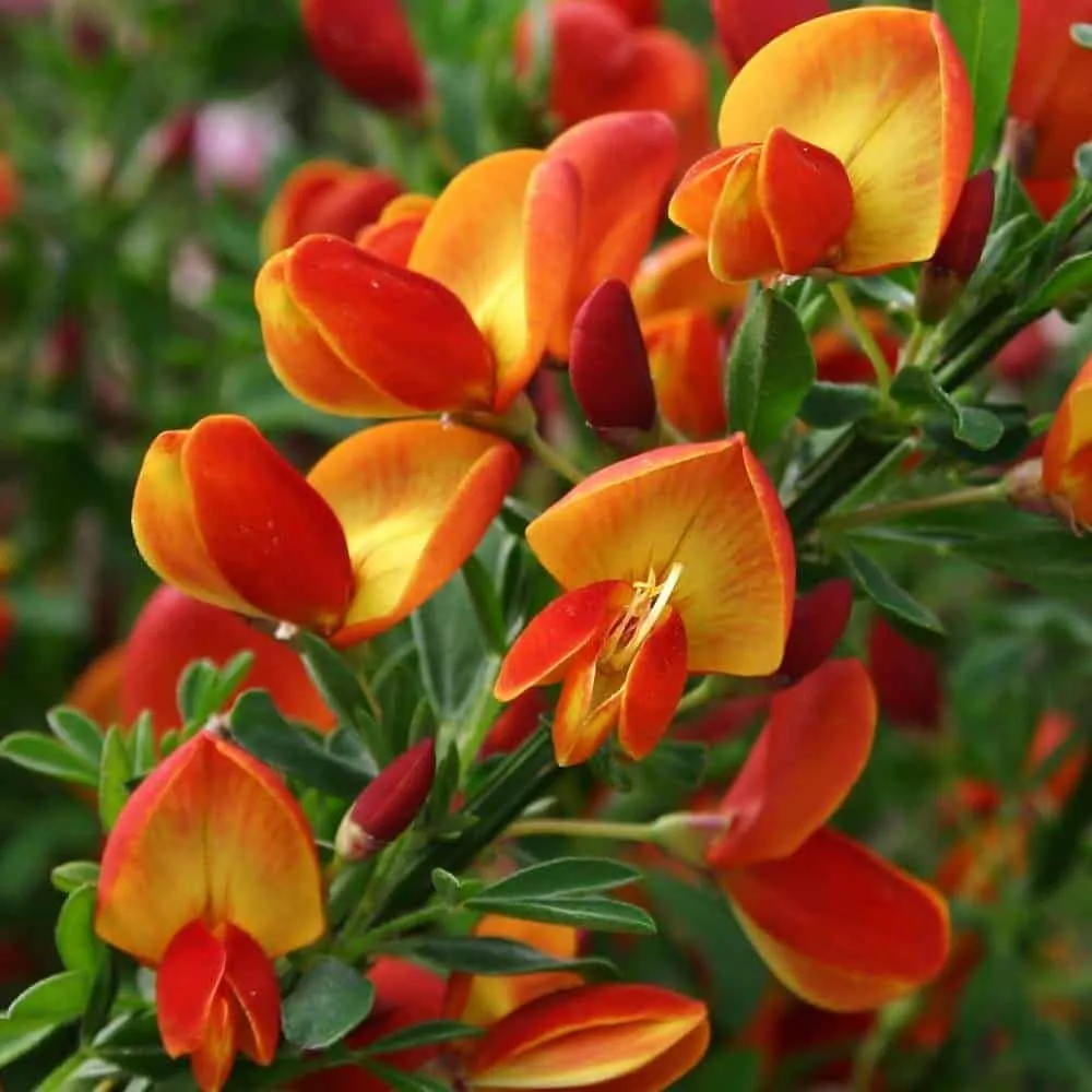 Zanót „Lena” NARANCSSÁRGA 30-40cm „Cytisus”