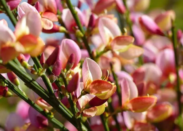 Zanót „Zeelandia” 30-40cm „Cytisus” LILÁS RÓZSASZÍN