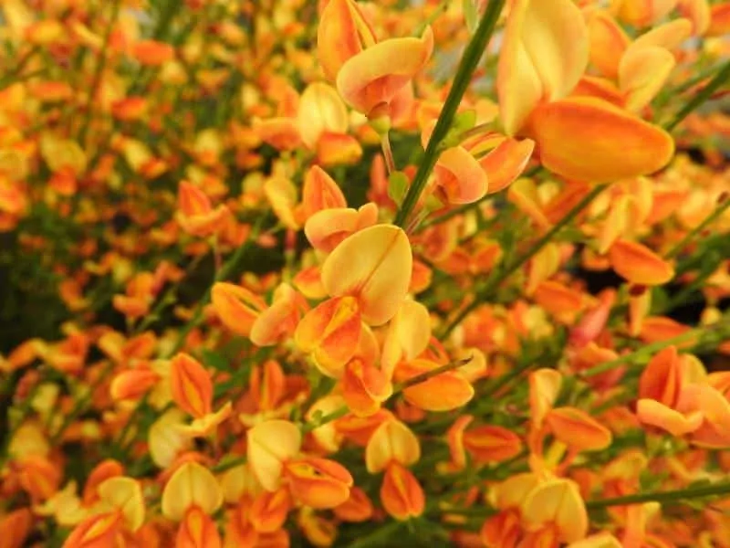 Zanót „Apricot Gem” NARANCS RÓZSASZÍN 30-40cm „Cytisus”