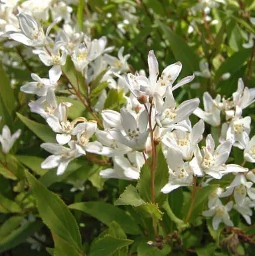 Fehér virágú törpe gyöngyvirágcserje 20-30cm „Deutzia crenata Nikko”