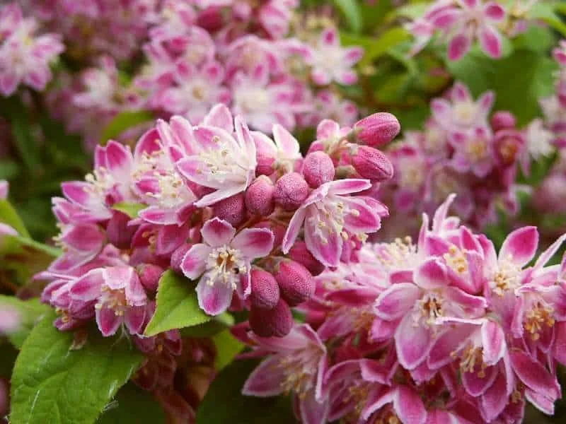 Rózsaszín virágú Gyöngyvirág cserje 30cm „Deutzia hybrida Strawberry Fields”