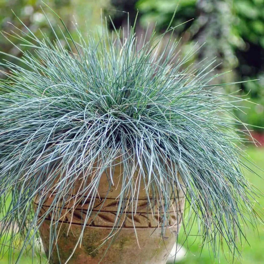 Kék csenkesz 10cm „Festuca Glauca Intense Blue”