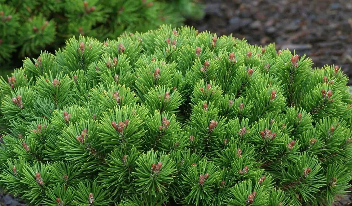 Havasi Törpefenyő 20cm „Pinus mugo Benjamin”