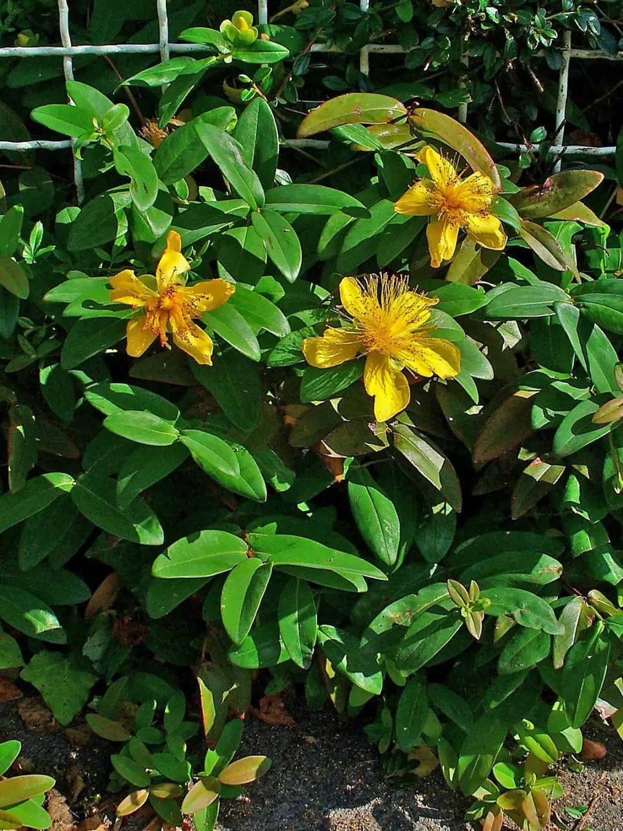 Örökzöld Orbáncfű 20-30cm „Hypericum Calycinum”
