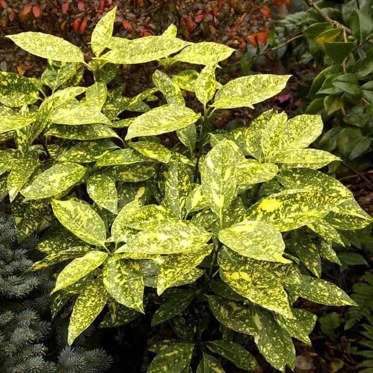 Tarka levelű Japán Babérsom 30-40cm „Aucuba Japonica Crotonifolia”