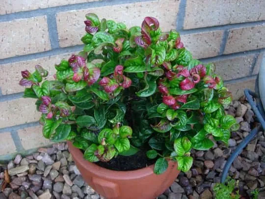 Fürtös hanga „Curly Red” 20-30cm „Leucothoe Axillaris”