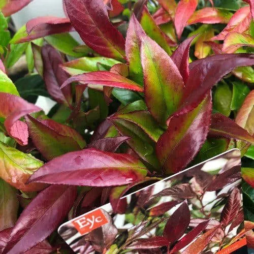 Fürtös hanga „Zeblid” 20-30cm „Leucothoe Axillaris”