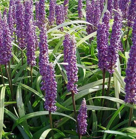 Gyöngyikés gyepliliom 20-30cm „Liriope Muscari Moneymaker”