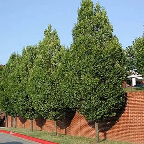 Oszlopos Gyertyán 150cm „Carpinus betulus Fastigiata”