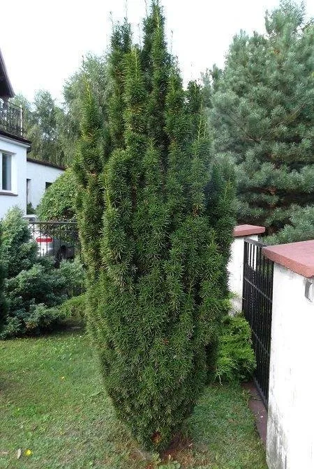 Oszlopos tiszafa 100cm „Taxus media Hicksii”