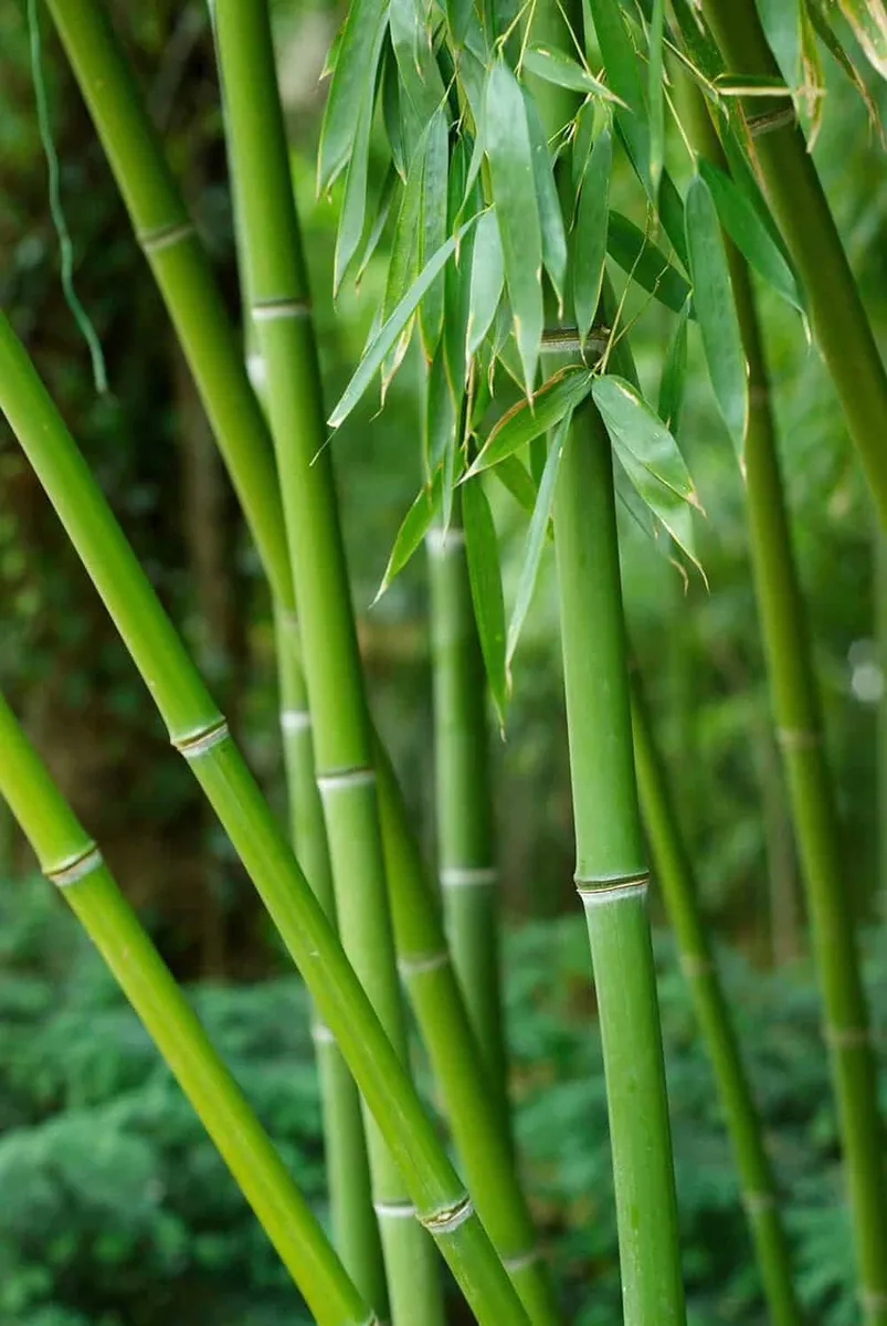 Zöld szárú Sövény bambusz 180cm „Phyllostachys Bissetii”