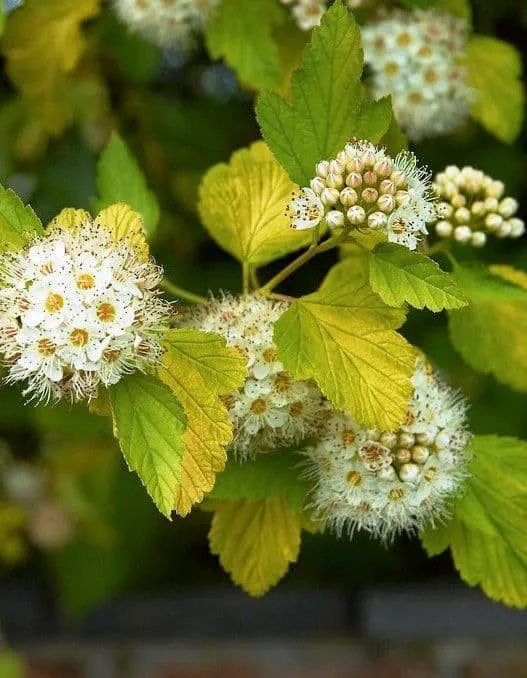 Sárga levelű Hólyagvessző 30-40cm „Physocarpus Opulifolius Luteus”