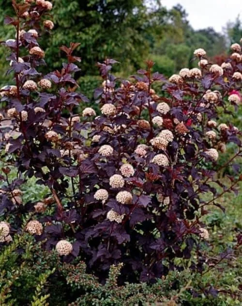 Bordó levelű Hólyagvessző „Red Baron” 30-40cm „Physocarpus Opulifolius”