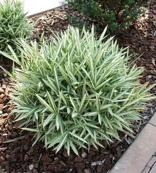 Tarka törpe bambusz 20-30cm „Pleioblastus Fortunei Variegata”