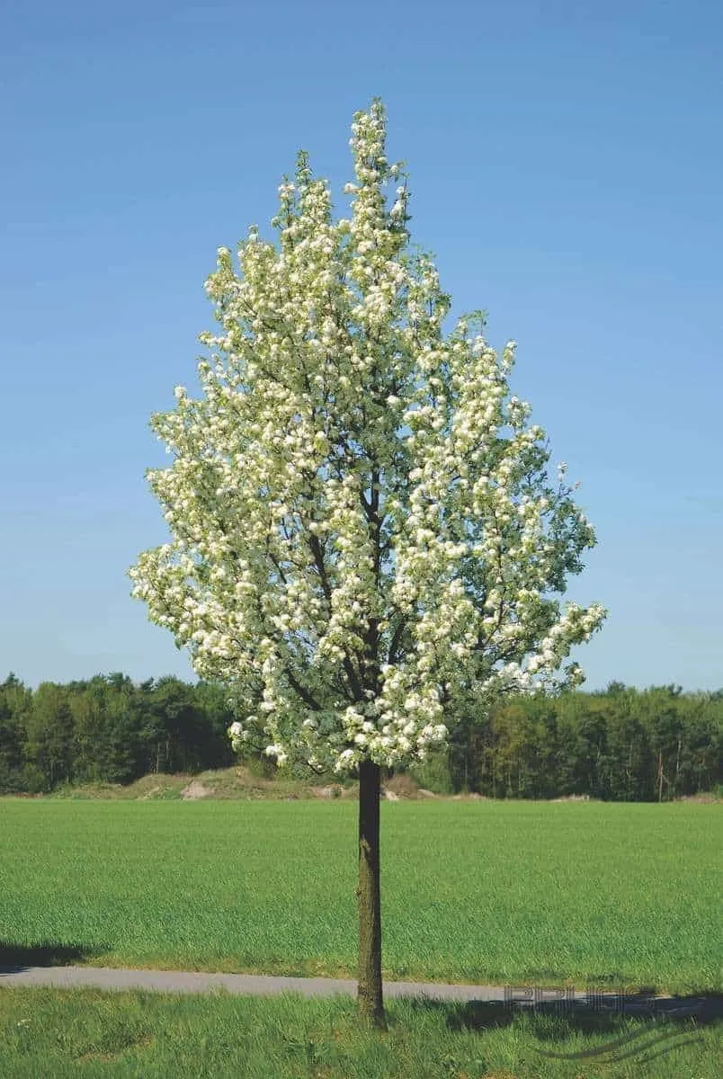 Kínai díszkörte 400cm „Pyrus Calleryana Chanticleer” (konténeres kertészeti áru)