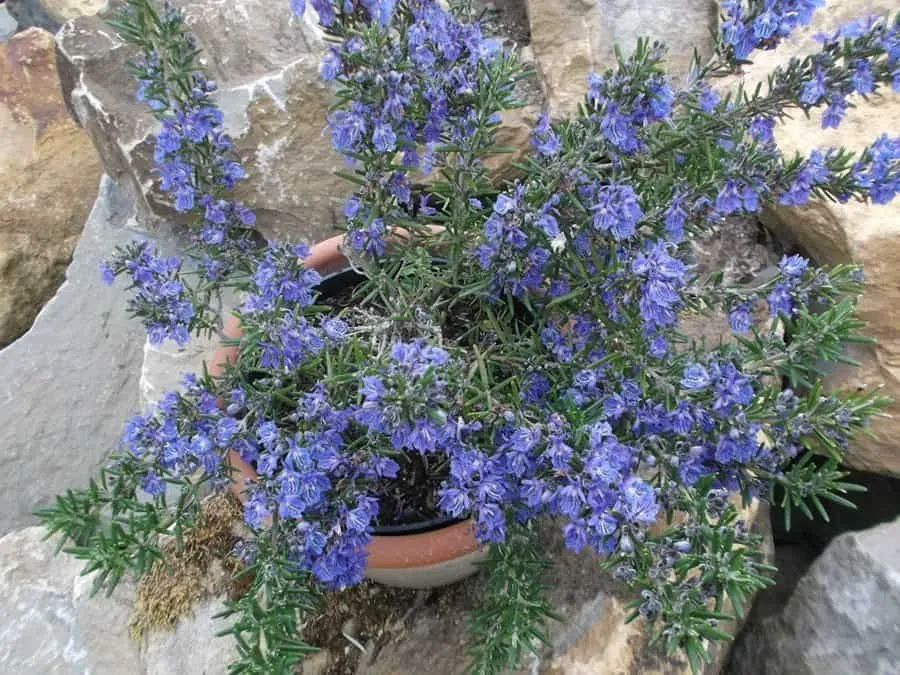 Kúszó rozmaring 20cm „Rosmarinus Officinalis Boule”