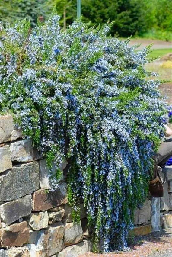 Kúszó Rozmaring 20cm „Rosmarinus Officinalis Prostratus”